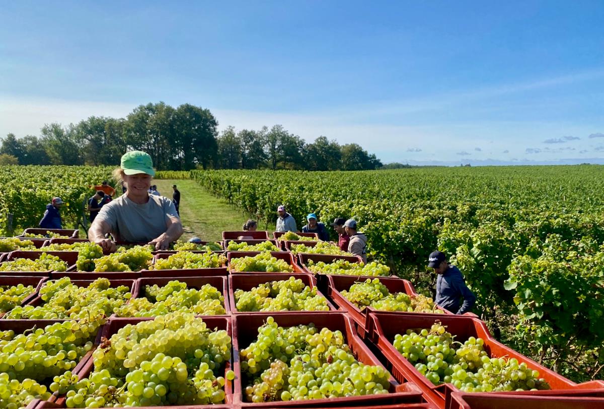 A Brief Guide to White Wine
