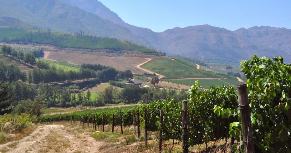 Saurwein Pinot Noir - Uno de los productores de Pinot Noir más emocionantes de Sudáfrica
