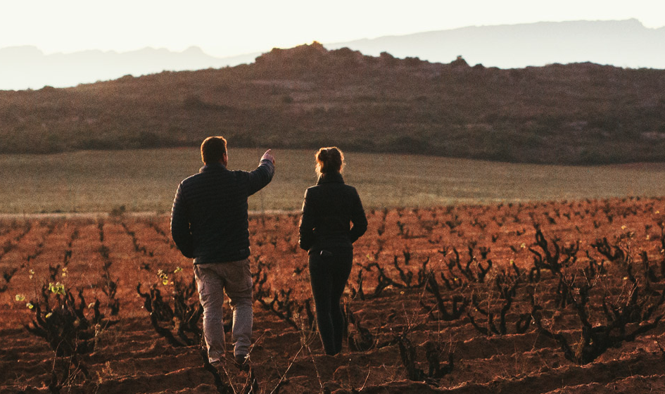 The Ultimate Guide to South African Wine