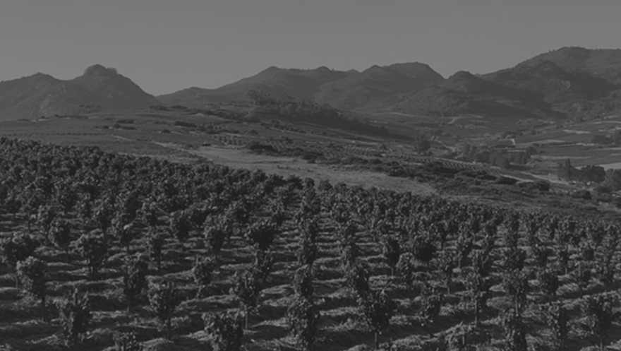 Why South Africa is the Most Exciting Wine Region