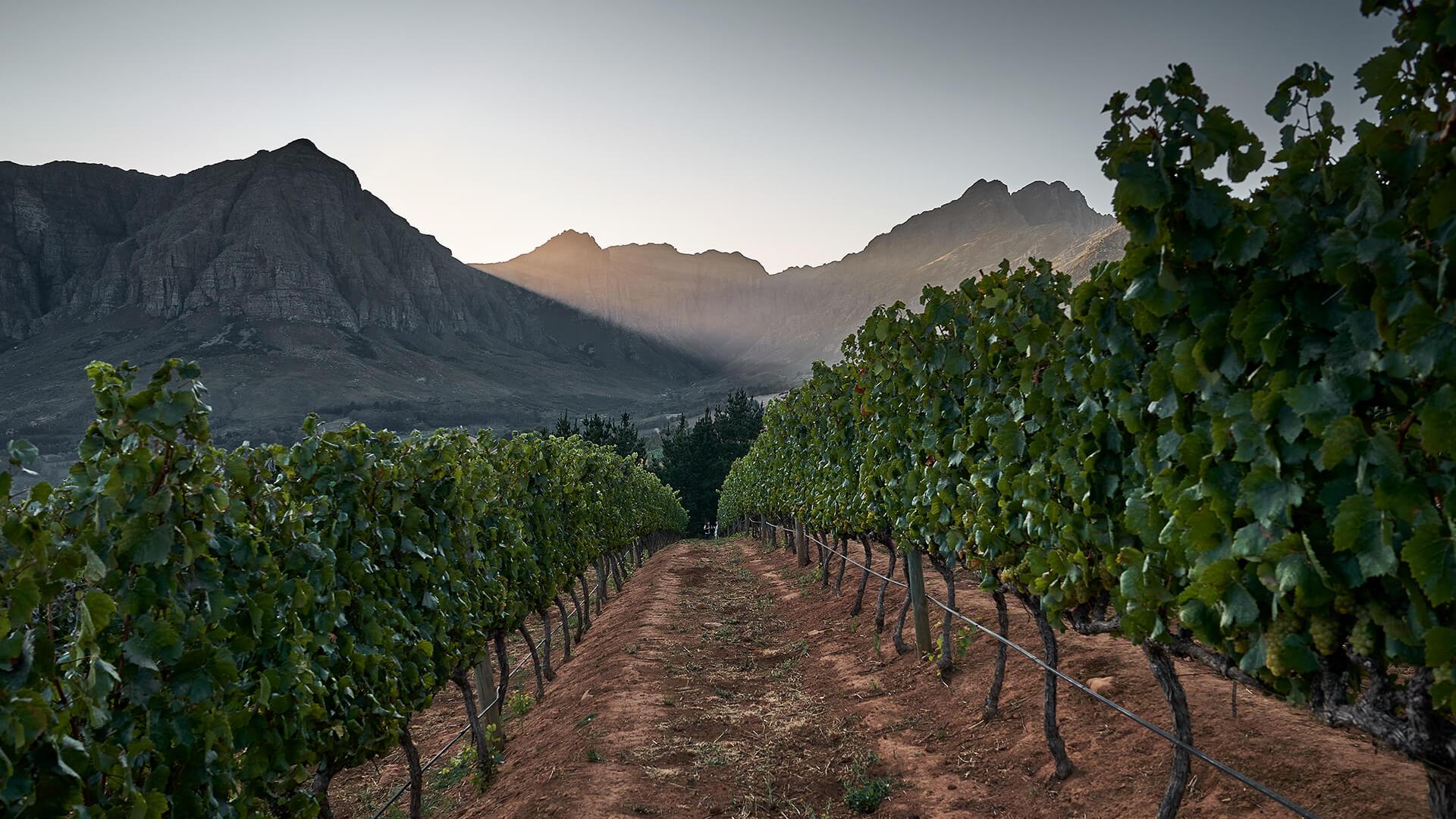 capensis vineyard