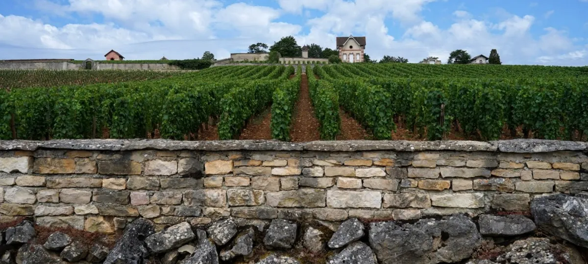 The Role of Terroir in Fine Wine: Exploring Vineyard Influences