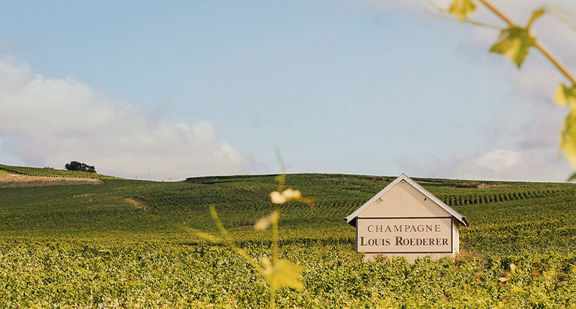 champagne vineyard roederer