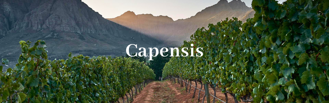 Capensis