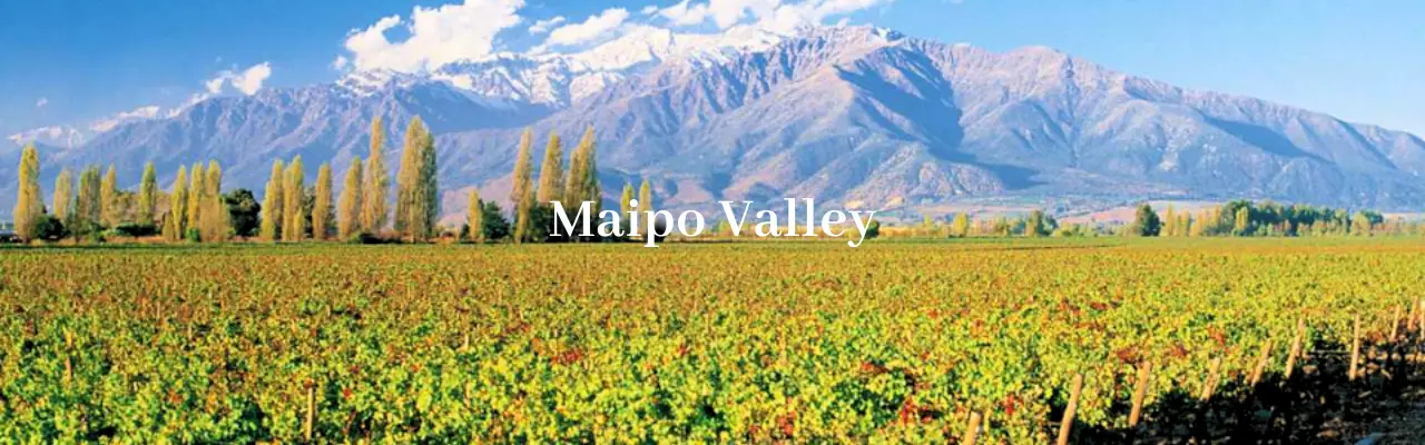 Wine from Maipo Valley